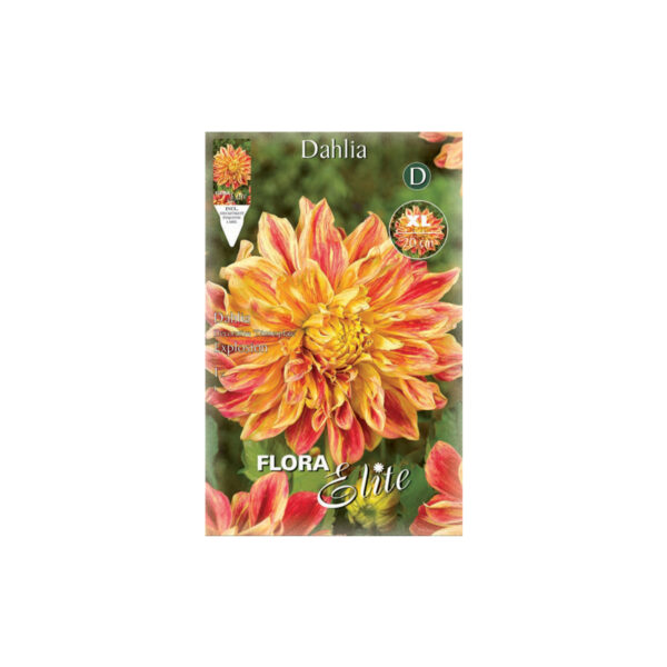 Dahlia bicolor yellow – red color, huge blossom Explosion