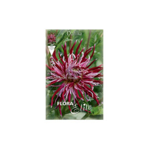 Two-tone dahlia hybrid in pink-burgundy Hollyhill Spider Woman