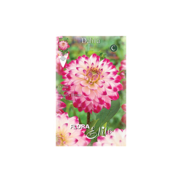 Dahlia two-tone hybrid in pink – fuchsia color Senior’s Dream