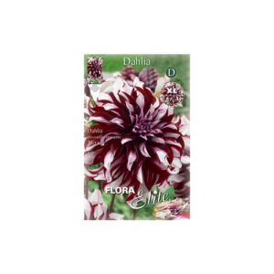 Bicolor dahlia in burgundy – white color with huge blossom, Tartan