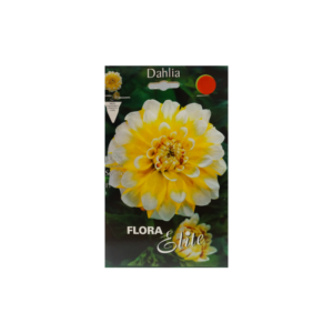 Dahlia multicolored hybrid in yellow – white color Double Jill