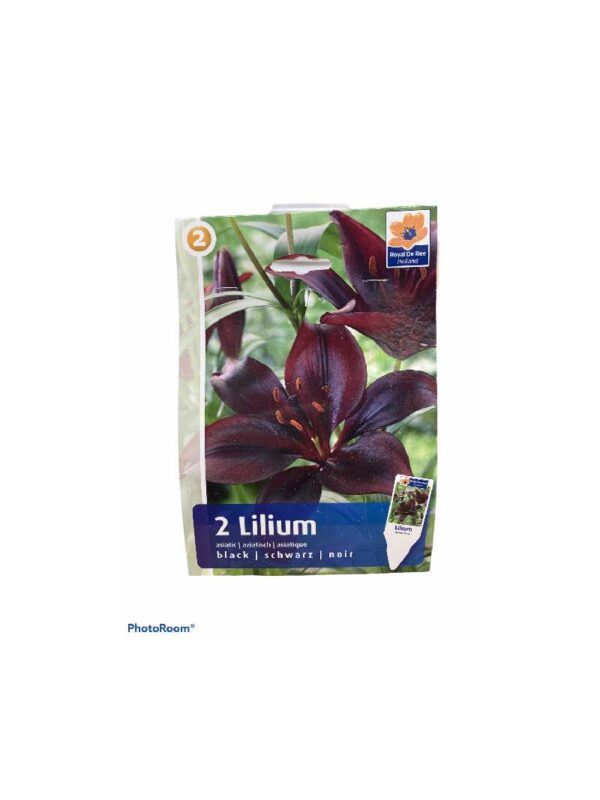 Lilium asian black