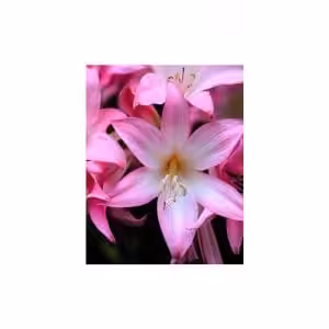 Αμαρυλλίδα Άγρια Αρωματική Belladonna (1 βολβός)