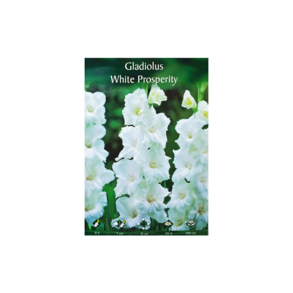 Gladiolus white prosperity