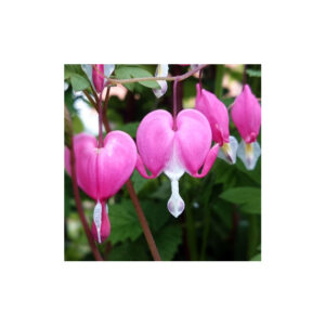 Bleeding hearts