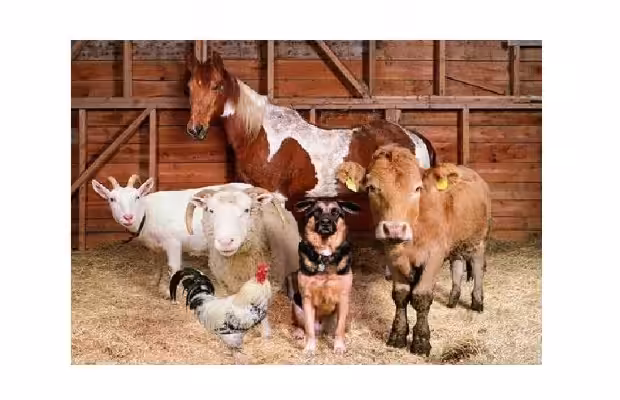Attapulgite and uses in animal husbandry