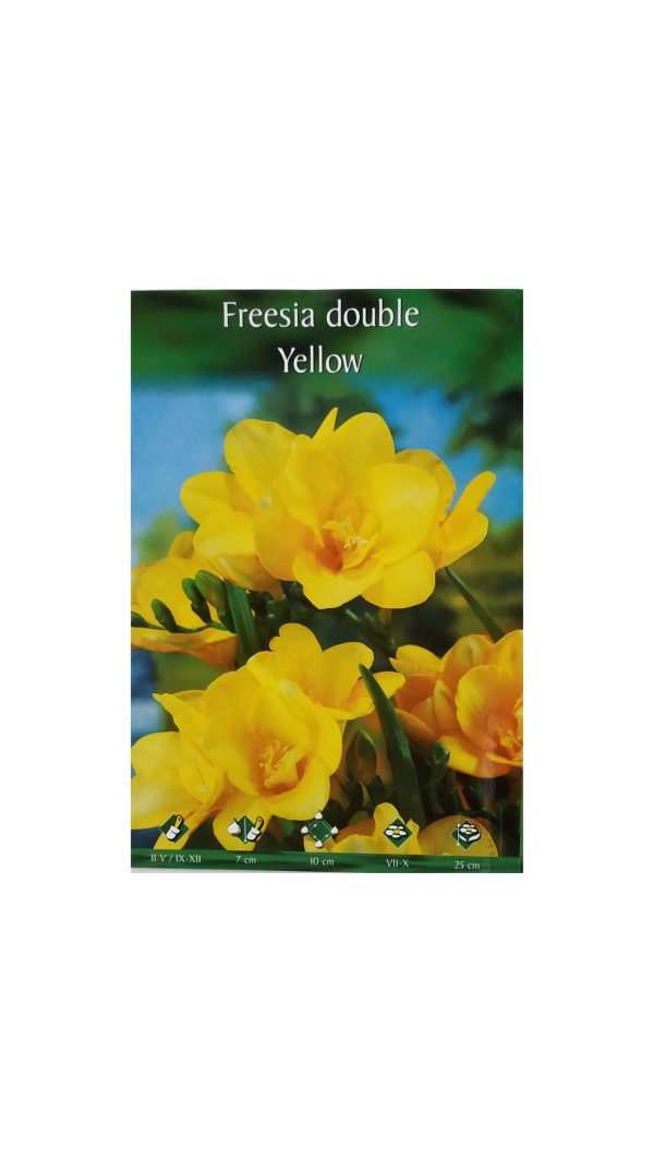 Freesia double aromatic yellow