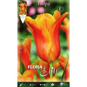 Orange tulip Prinses Irene envelope 10pcs