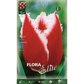 Bicolor tulip red – white Canasta