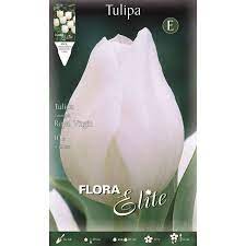 White Royal Virgin tulip envelope 10pcs