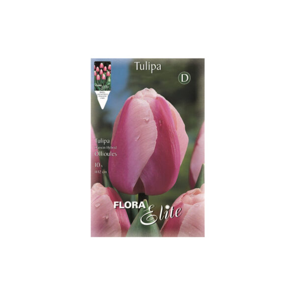 Tulip fuchsia Ollioules envelope 10pcs