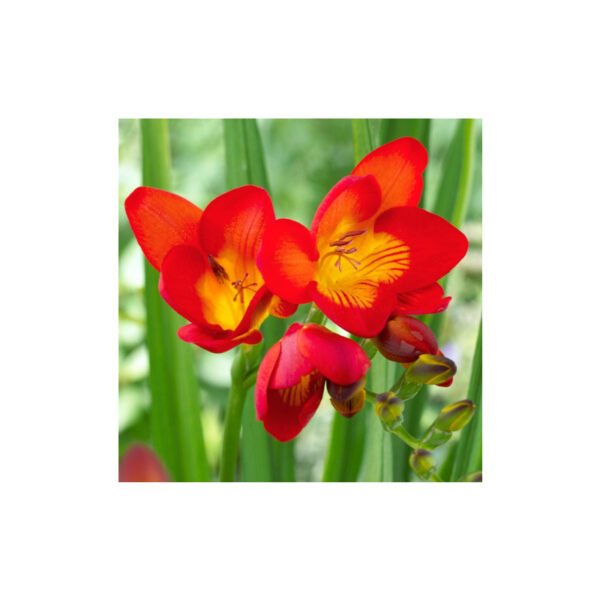 Freesia double aromatic red