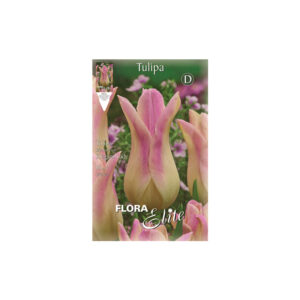 Tulip two-tone white – pink Elegant Lady envelope 10pcs