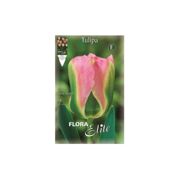 Pink Tulip Groenland envelope 10pcs
