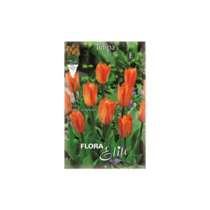 Tulip red Fiery Club envelope 7pcs