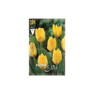Two-tone white tulip – orange Johann Strauss envelope 10pcs