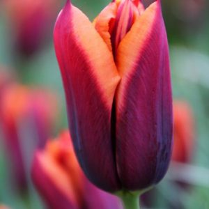 Tulip bicolor red orange Slavva envelope 10pcs