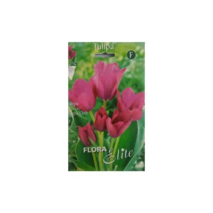 Fuchsia Tulip Night Club