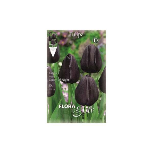 Black tulip Queen of Night envelope 10pcs