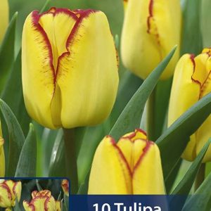 Cape Town yellow red tulip