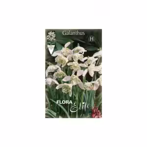 Γκαλάνθος Flore Pleno (φάκελος 10 τεμ.)