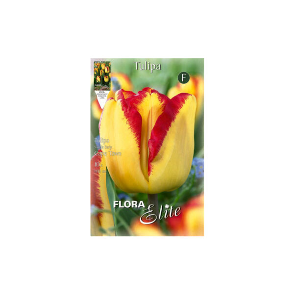 Tulip yellow red Cape Town envelope 10pcs