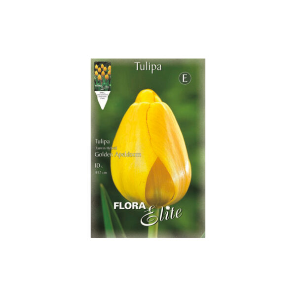 Yellow Tulip Golden Apeldoorn envelope 10pcs