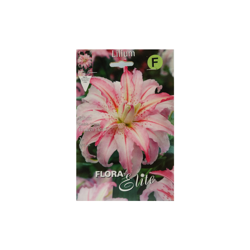 Lilium Double Oriental Broken Heart BULBS - ΓΕΩΠΟΝΙΚΟ ΚΕΝΤΡΟ ΠΟΝΤΙΚΗ