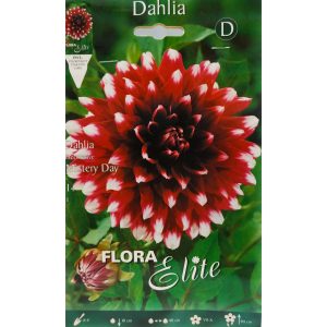 Dahlia hybrid – special Marble Ball