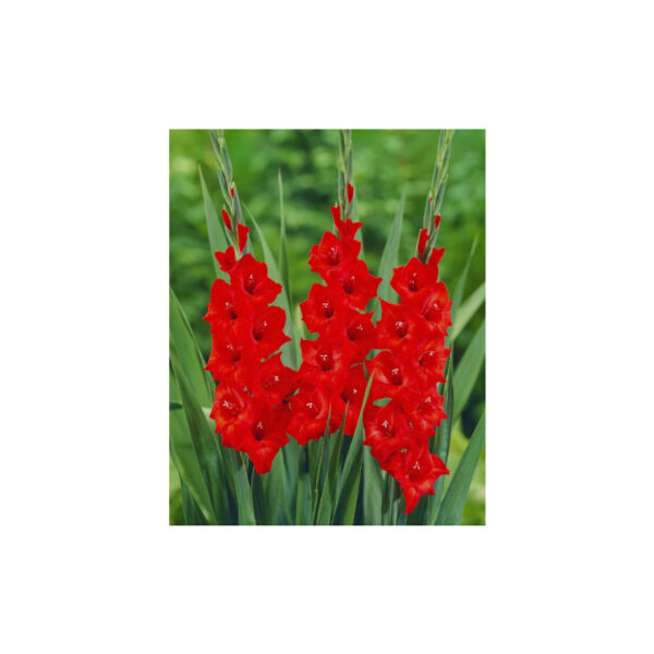 Gladiolus Red