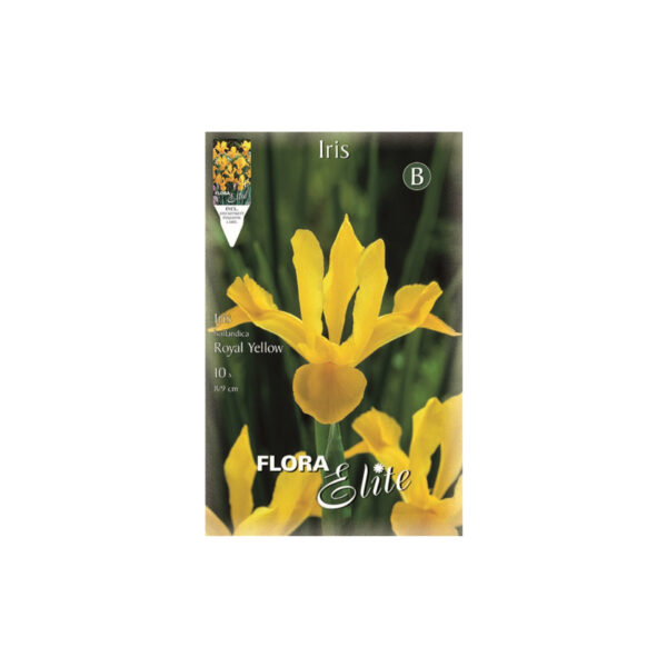 Ίριδα Royal yellow (φάκελος 10 τεμ.)