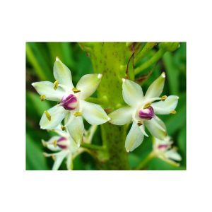 Κρίνος Eucomis comosa (1 βολβός)