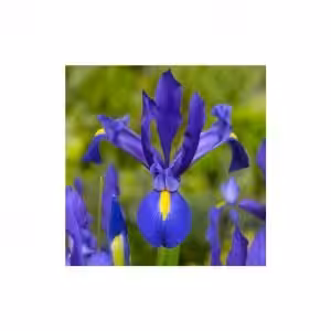 Ίριδα Hollandica Μπλε (1 βολβός)
