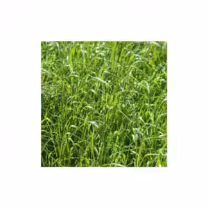 Λόλιουμ Μονοετές Τετραπλοιδές (Lolium multiflorum westerwoldicum) 25kg