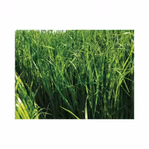 Λόλιουμ Μονοετές  (Lolium multiflorum ) JAKO 5kg