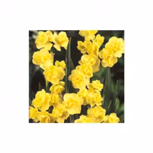 Νάρκισσος Πολυανθής Yellow Cheerfulness (1 βολβός)