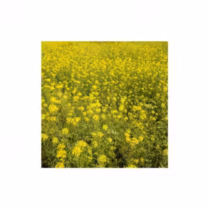 Λευκό Σινάπι Elendil (Sinapis alba) Σπόρος Χλωρής Λίπανσης 1kg