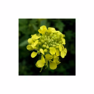 Λευκό Σινάπι Elendil (Sinapis alba) Σπόρος Χλωρής Λίπανσης 1kg