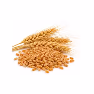 Σιτάρι BOB – Σπόρος Σποράς 1kg